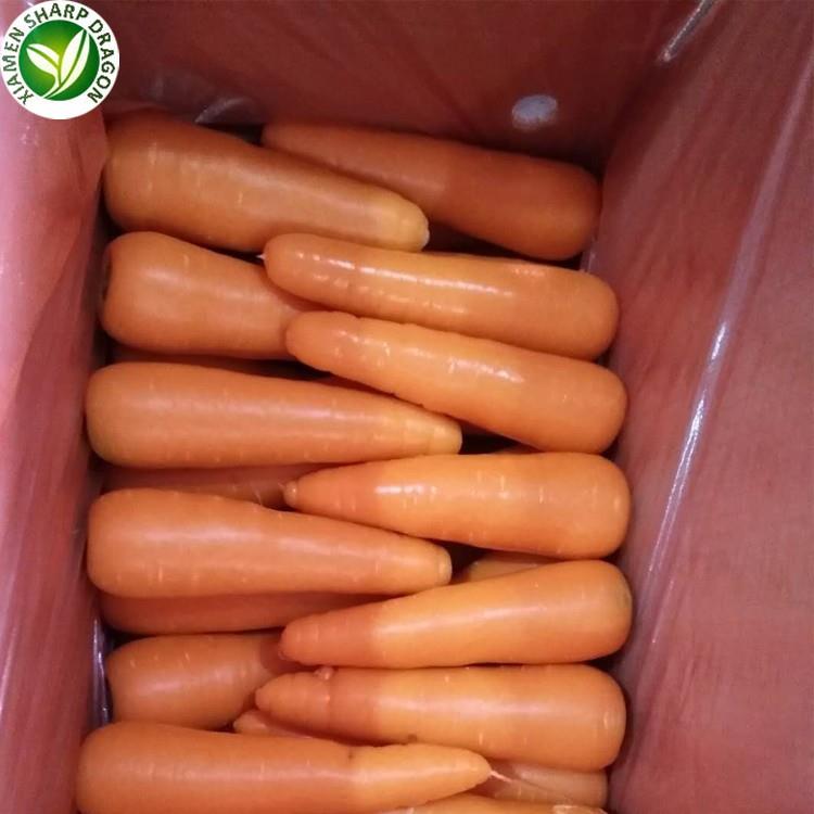 carrot bulk price 