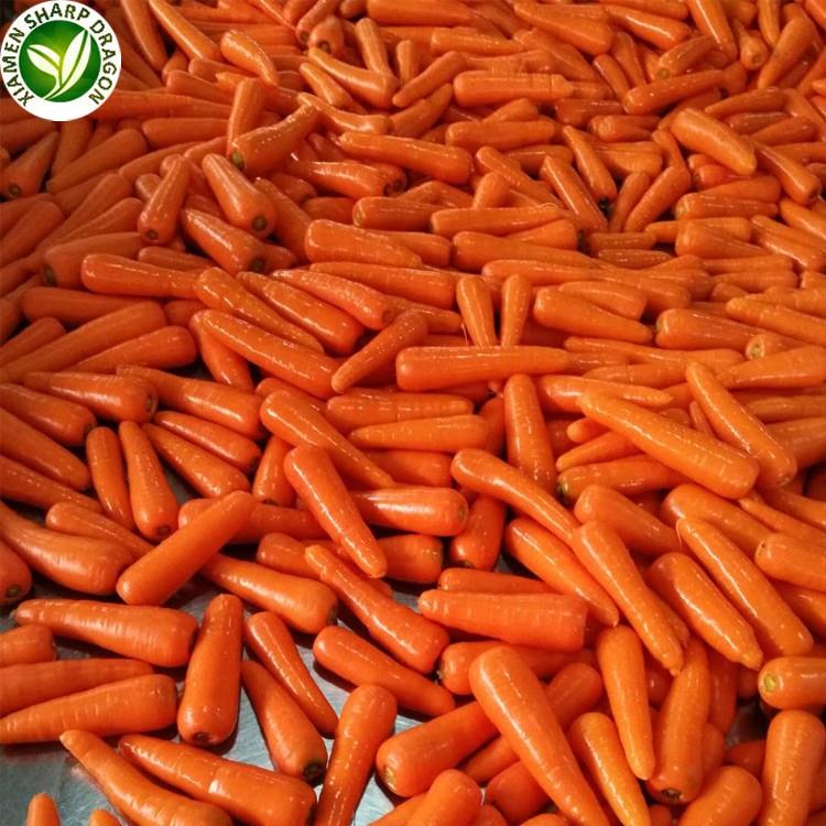 fresh carrot for sale 