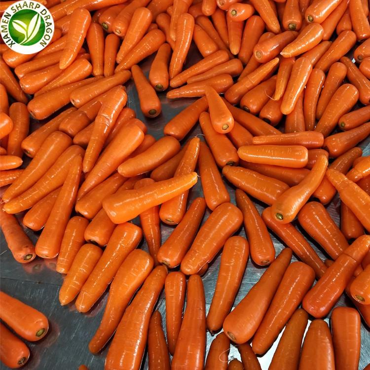 carrot in bulk