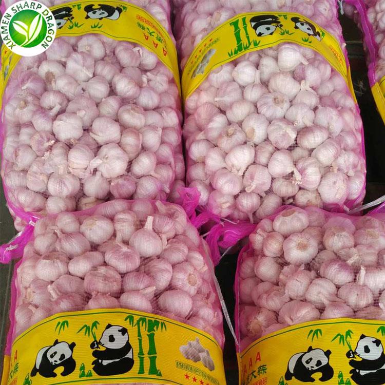 bulk white garlic packing for foodservice and processing buyers