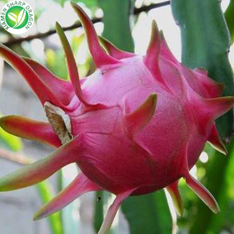 Red Dragon Fruit