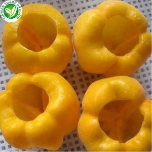 Lentil Bell Kuning Untuk Beli
