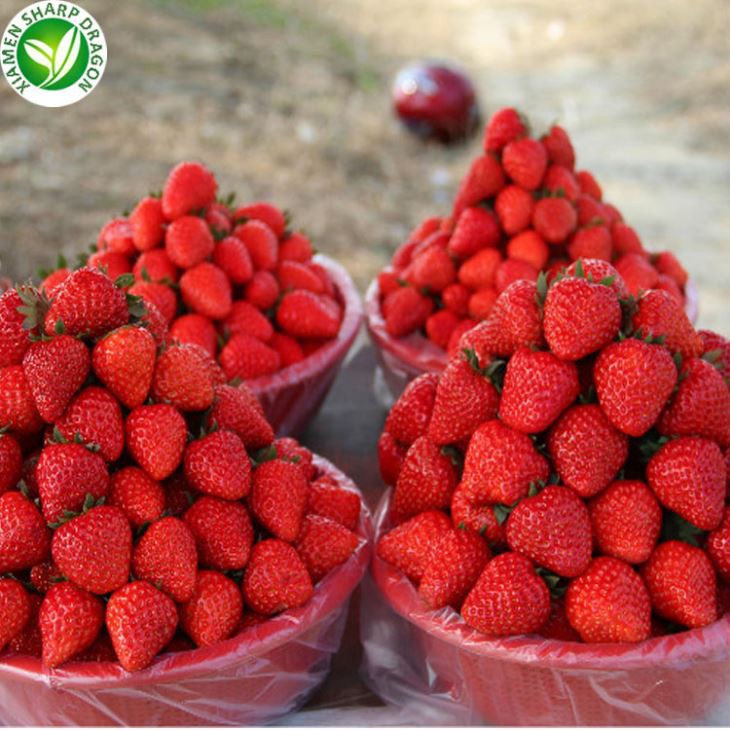 Rangkaian Bekalan Strawberi