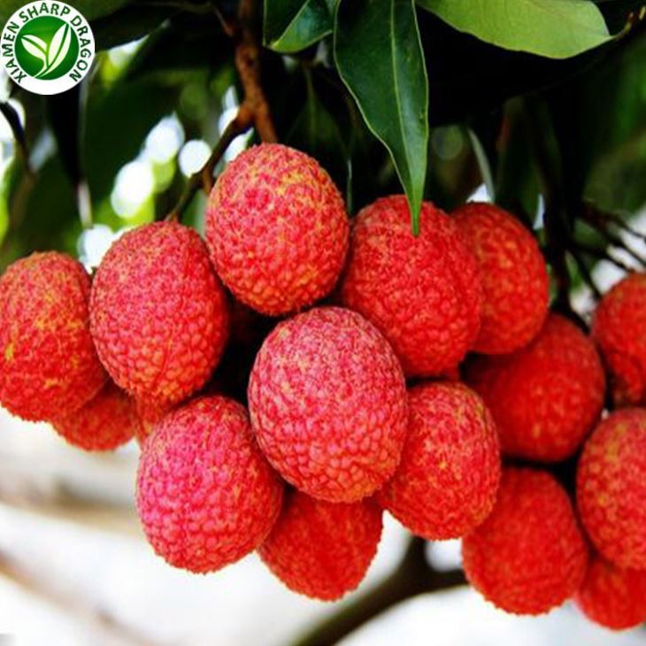Lychee Chinese Fruit