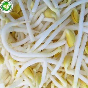Pemakanan tauge kacang hijau