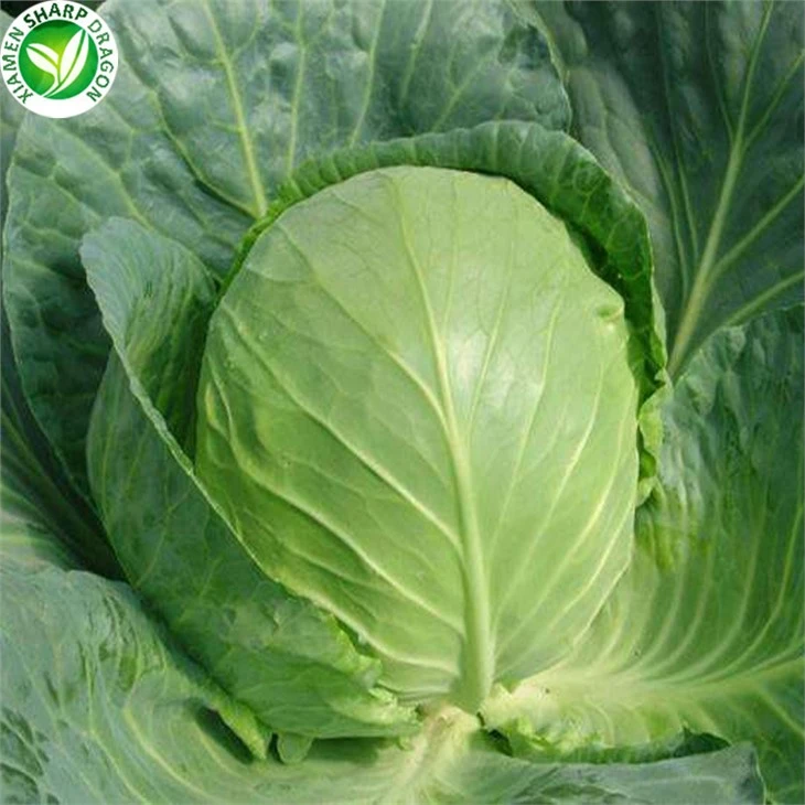 Chinese Cabbage For Sale