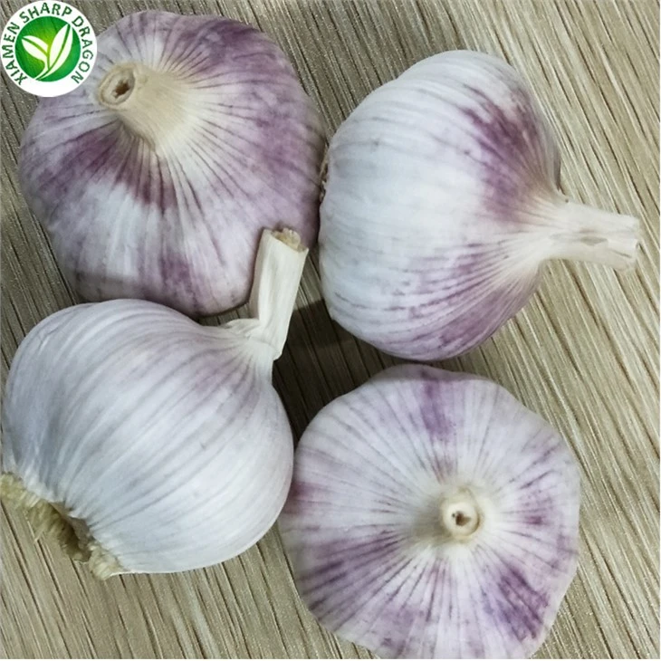 Solo Garlic Near Me